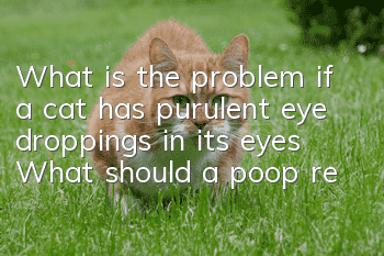 What is the problem if a cat has purulent eye droppings in its eyes? What should a poop remover do?