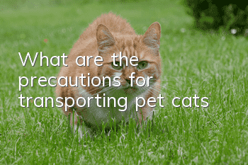 What are the precautions for transporting pet cats?