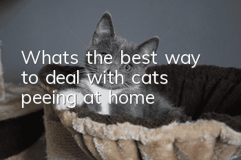 What’s the best way to deal with cats peeing at home?