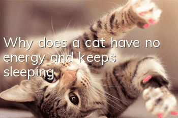 Why does a cat have no energy and keeps sleeping?