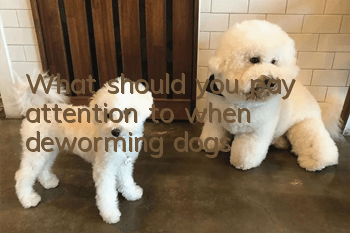 What should you pay attention to when deworming dogs?