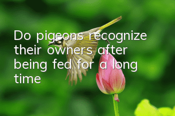 Do pigeons recognize their owners after being fed for a long time?