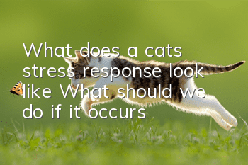 What does a cat’s stress response look like? What should we do if it occurs?