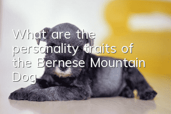 What are the personality traits of the Bernese Mountain Dog?