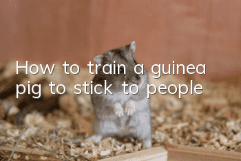 How to train a guinea pig to stick to people