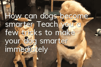 How can dogs become smarter? Teach you a few tricks to make your dog smarter immediately!