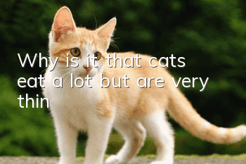 Why is it that cats eat a lot but are very thin?