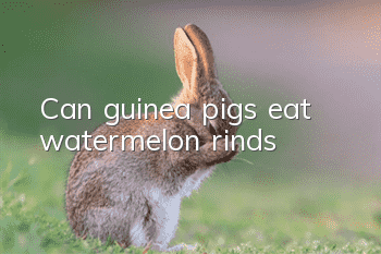 Can guinea pigs eat watermelon rinds?