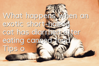 What happens when an exotic short-haired cat has diarrhea after eating canned food? Tips on raising short-haired cats!