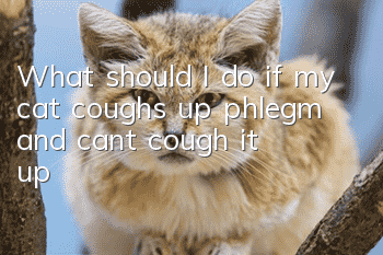 What should I do if my cat coughs up phlegm and can’t cough it up?
