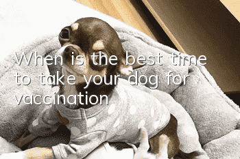 When is the best time to take your dog for vaccination?