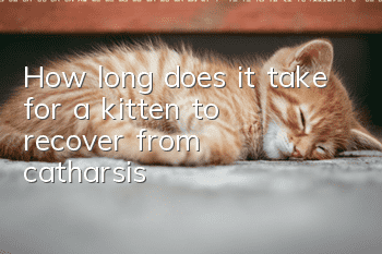 How long does it take for a kitten to recover from catharsis?
