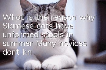 What is the reason why Siamese cats have unformed stools in summer? Many novices don’t know!