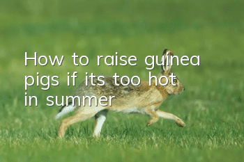 How to raise guinea pigs if it’s too hot in summer