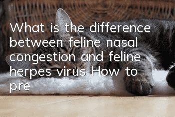 What is the difference between feline nasal congestion and feline herpes virus? How to prevent and treat it!