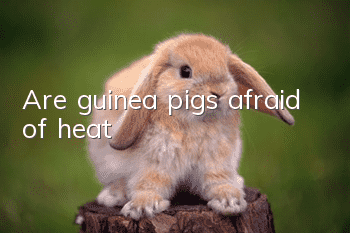 Are guinea pigs afraid of heat?