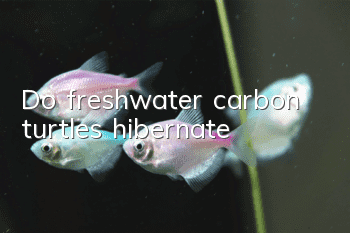 Do freshwater carbon turtles hibernate?