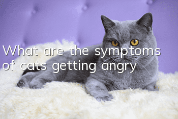 What are the symptoms of cats getting angry?