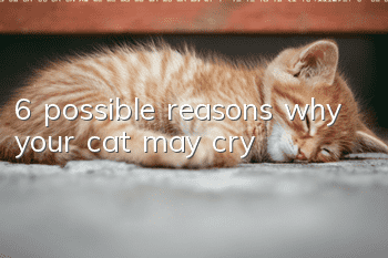 6 possible reasons why your cat may cry