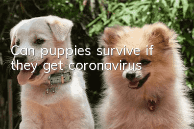 Can puppies survive if they get coronavirus?