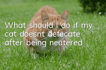 What should I do if my cat doesn’t defecate after being neutered?