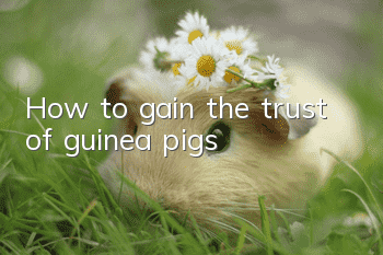 How to gain the trust of guinea pigs