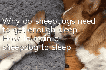 Why do sheepdogs need to get enough sleep? How to train a sheepdog to sleep?