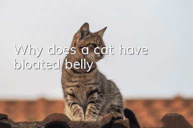 Why does a cat have bloated belly?