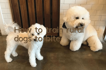 How to train rural dogs to bite?