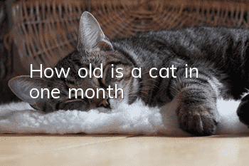 How old is a cat in one month?
