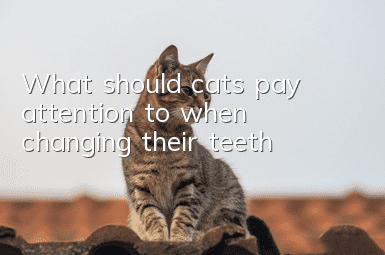 What should cats pay attention to when changing their teeth?