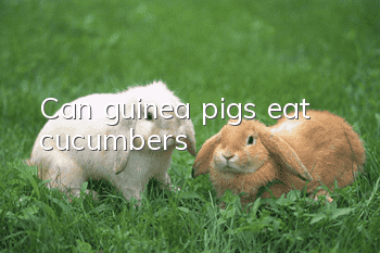 Can guinea pigs eat cucumbers?