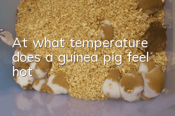 At what temperature does a guinea pig feel hot?