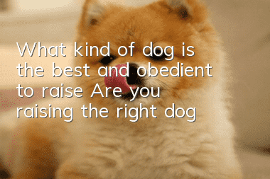 What kind of dog is the best and obedient to raise? Are you raising the right dog?