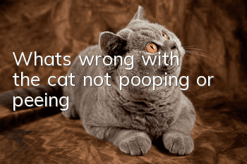 What's wrong with the cat not pooping or peeing?