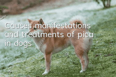 Causes, manifestations and treatments of pica in dogs