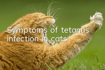 Symptoms of tetanus infection in cats