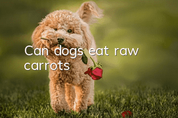 Can dogs eat raw carrots?