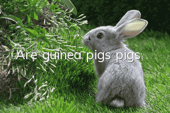 Are guinea pigs pigs?