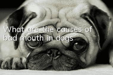 What are the causes of bad mouth in dogs?
