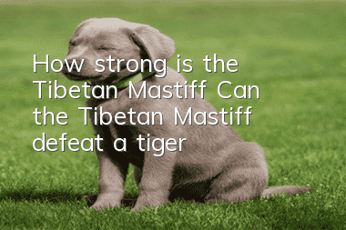 How strong is the Tibetan Mastiff? Can the Tibetan Mastiff defeat a tiger?