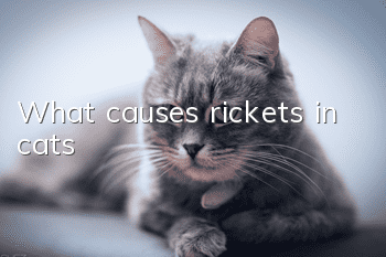 What causes rickets in cats