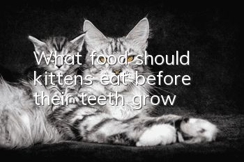 What food should kittens eat before their teeth grow?