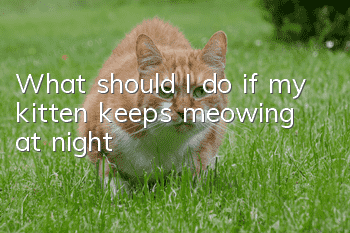 What should I do if my kitten keeps meowing at night?