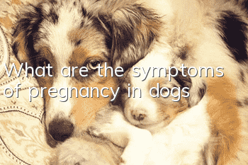 What are the symptoms of pregnancy in dogs?