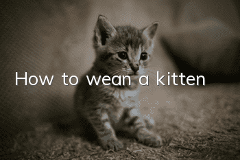 How to wean a kitten?