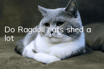 Do Ragdoll cats shed a lot?