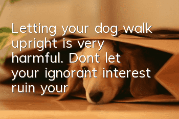 Letting your dog walk upright is very harmful. Don’t let your ignorant interest ruin your dog’s life!