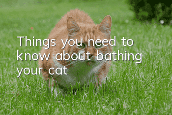 Things you need to know about bathing your cat