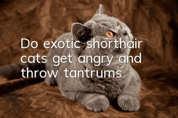 Do exotic shorthair cats get angry and throw tantrums?